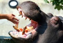 How do hippos feel at the Riga Zoo?