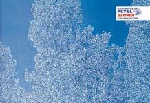 Я русский бы выучил…