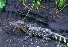 Крокодил на даче