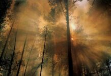 Мой Бог, Твоя земля горит