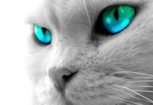 Защитник Сэм