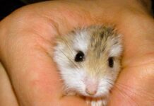 Какие мозги затребованы в Латвии?