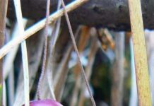 Не кикимора, но болотная…