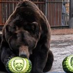 Медведь в красноярском зоопарке выбирает из двух кандидатов