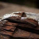 Фрагмент древнейшей скульптуры из дерева, Шигирского идола