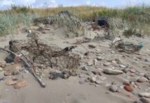 ЕЛЕНА ОСИПОВА: ЭКОЛОГИЧЕСКАЯ ТРАГЕДИЯ В ГОРОДЕ